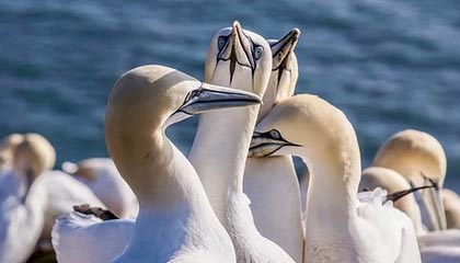 德甲-队内核心球员伤病不断 鹈鹕考虑重组医疗团队